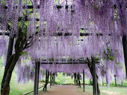 Image result for Wisteria