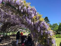 Wisteria Arbour At Laurel Bank Park Toowoomba Wisteria Arbor Pretty Flowers White Flowers