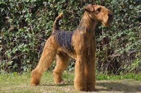 Airedale puppies for sale uk. Airedale Terrier For Sale Ireland Pets Lovers