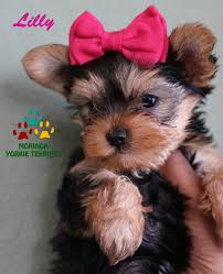 Find maltese puppies on www. Yorkie Puppies For Sale California Teacup Toy Puppies Near Me Yorkie Adoption
