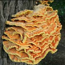 Wild hen of the woods maitake mushrooms are easy to spot in the woods. Nepa Mushroom Hunters Home Facebook