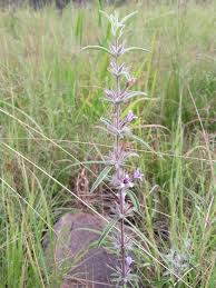 Image result for Dyschoriste trichocalyx
