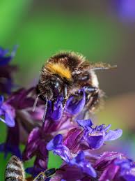 Hours may change under current circumstances Archea Bumblebee Hamdzalat Si