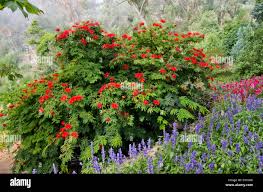 Image result for Calliandra tweedii