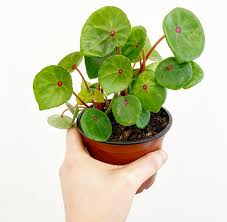 Image result for Begonia pulcherrima