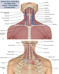 Anatomical terms for describing muscles 8 Muscles Of The Spine And Rib Cage Musculoskeletal Key