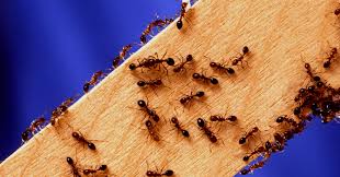 Never worry about the monsters when you're not looking! How Familiar Are You With Pest Control In Singapore