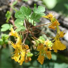 Image result for Tropaeolaceae