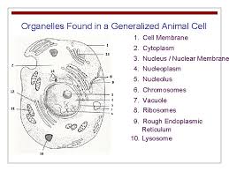 Maybe you would like to learn more about one of these? Cell Structure And Function The Basic Unit Of