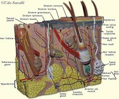 Pin By Lily Sue On Integumentary System Skin Model Human Anatomy And Physiology Anatomy Models Labeled