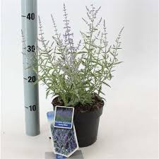 Image result for Perovskia atriplicifolia lacey blue lisslitt photo