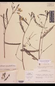 Image result for Zornia pratensis