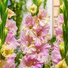 Gladiolus Volgograd K Van Bourgondien Gladiolus Flower Spike Showy Flowers