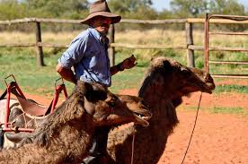 For example, when you say 'it's raining cats and dogs', you don't mean that cats and dogs are falling (laisa lii fiiha naqa wa la jamal) ليس لي فيها نقة ولا جمل i don't have a camel in the caravan = this matter doesn't concern me. The Critical Bible The Camel S Nose Under Moses Tent