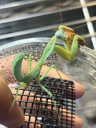 翠冠玉 綴化-ロホホラの神秘的な多肉植物の誘惑