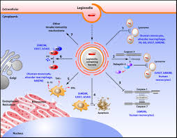 This page covers what legionella is, where it grows, and how it spreads, along with its long term impact on health. Frontiers Replication Of Legionella Pneumophila In Human Cells Why Are We Susceptible Microbiology