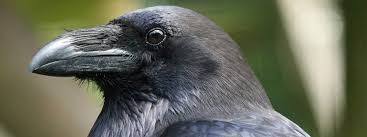 Any of several similar birds of the genus corvus, found in. Raven Wildwood Group