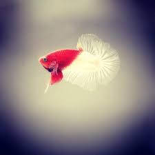 Ohmpk Red Koi Kohaku Full Mask Male Ikan Cupang Binatang Hewan