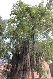 Image result for Ficus virens
