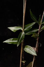 Image result for Zeuxine africana