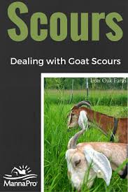 Dealing With Goat Scours What Can Cause It And How You Can Treat It Goat Farming Raising Goats Goat Care