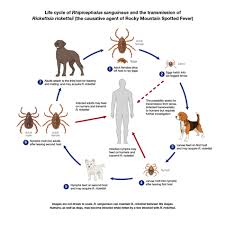 How Ticks Spread Disease Ticks Cdc