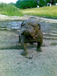 What Are You Doing In My Swamp Funny Dogs Dog Snapchats Funny Animals