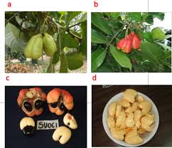 Image result for Blighia