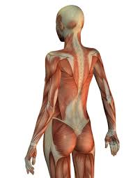 Integumentary system of the upper torso. 3d Rendering Of A Female Upper Body From Behind Stock Photo Picture And Royalty Free Image Image 17435339