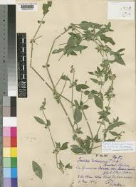 Image result for Justicia heterocarpa