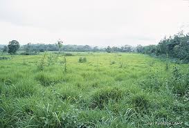 Image result for Paspalum plicatulum