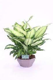 Piante che purificano l'aria e assorbono l'umidità in casa. Dieffenbachia Camilla Pianta Da Interno Pianta D Appartamento Ornamentale Ebay