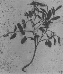 Image result for Bobgunnia madagascariensis