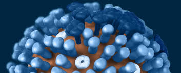 Image result for Influenza