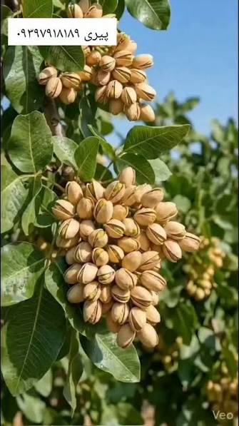 نهال پسته پایه یو اس بی وان