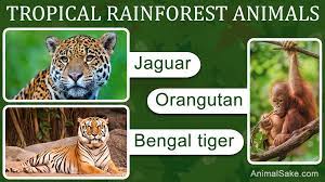 These rainforests receive a high volume of annual rainfall, and nearly every month receives at least 60 mm rainfall. Tropical Rainforest Animals Animal Sake