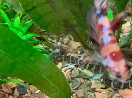 I have 10 kuhli loaches in my 55 gallon tank, and i almost never see them unless i creep in there after dark. Taking A Picture Of The Kuhli Loaches But My Betta Thinks It Should All Be About Him Aquariums