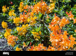 Devon flora hi-res stock photography and images