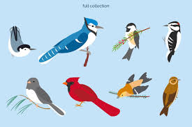 On our site you can download all clipart for free and without registration. Winter Birds Winter Bird Blue Jay Bird Family Tree Tattoo