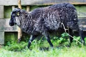 Www Zootierliste De Schafe Schafrassen Kamele