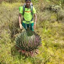 Image result for Carex runssoroensis