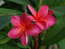 Plumeria Polynesian Sunset Plumeria Rubra Frangipani Plumeria Beautiful Flowers Frangipani