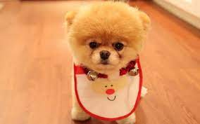 Cute Dog Christmas Wallpaper Boo The Cutest Dog Cute Dogs Cute Animals