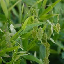 Image result for Chasmanthium latifolium