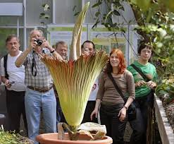 Titanenwurz Im Botanischen Garten Berlin Geht In Blute Berlin De