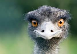 Bird That Looks Like An Ostrich Hefty Ostrich Like Dino Found In China Ostrich Big Bird Animals