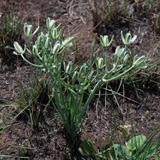 Image result for Albuca setosa