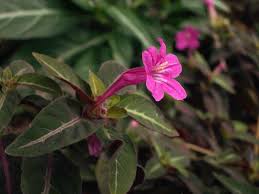 Image result for Ruellia makoyana