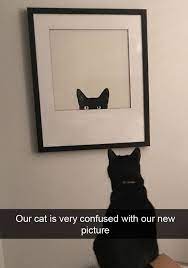 Hooman This Cat Keeps Staring At Me Click The Photo For More Adorable And Cute Cat Videos And Photos Cutecats Cats Kitte Roliga Djur Djur Och Husdjur Djur