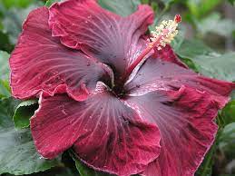 As they open, the petals reveal a crown of golden stamens that gradually gives way to a large ornamental seedhead. 15 Huge Flowers Hgtv